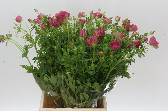 <h4>Ranunculus Butterfly Lycia</h4>