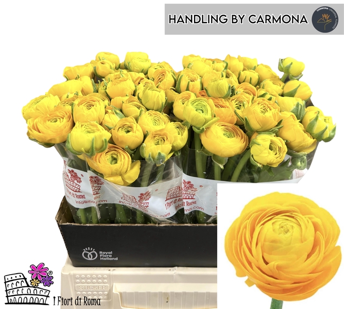 <h4>RAN EL YELLOW</h4>