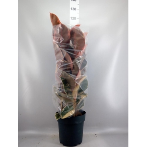 Ficus elastica 'Belize'
