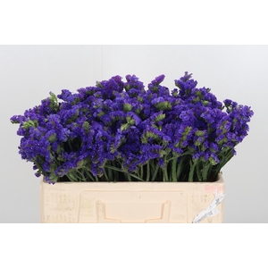 Statice Crystal Dark Blue