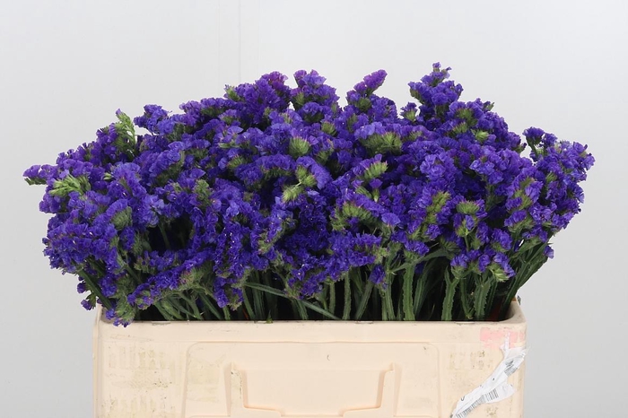 <h4>Statice Crystal Dark Blue</h4>