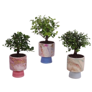 Bonsai Indoor Mix Ø 9cm Ball Shape in Ø10cm Ceramic FB676
