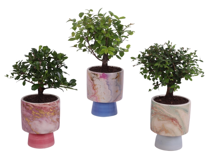 <h4>Bonsai Indoor Mix Ø 9cm Ball Shape in Ø10cm Ceramic FB676</h4>