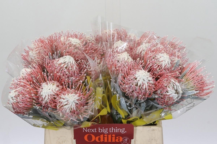 <h4>LEUCO NAOMI KLB H%</h4>