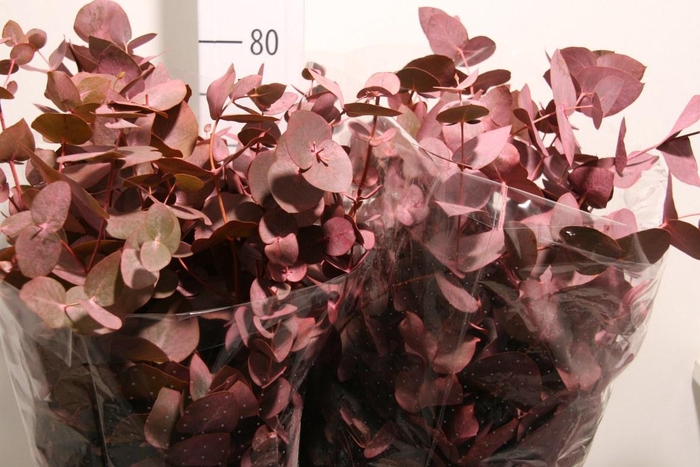 <h4>Euca Cinerea Cerise Pbs</h4>