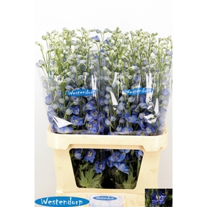 DELPH DU KI OCE BLUE