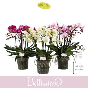 Bellissimo Mix