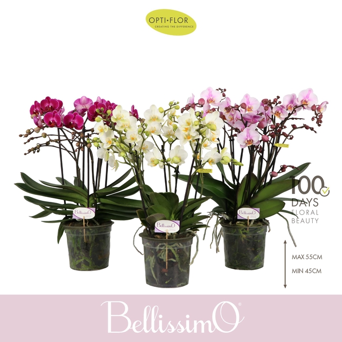 <h4>Bellissimo Mix</h4>