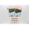 Dianthus St Poirot Bianco