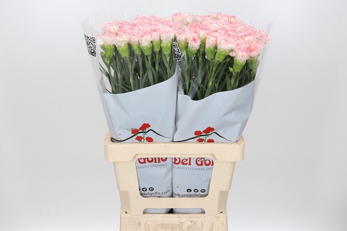 Dianthus St Poirot Bianco