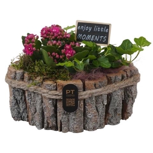 PTIB5253 Arrangementen kamerplanten