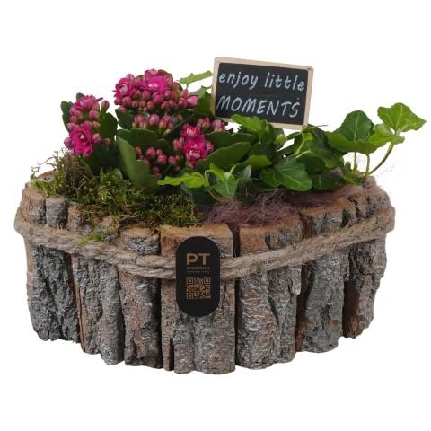 <h4>PTIB5253 Arrangementen kamerplanten</h4>