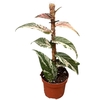 Ficus Overig Sagittata Variegata Pink