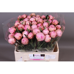 Paeonia Sarah Bernhardt | XXL
