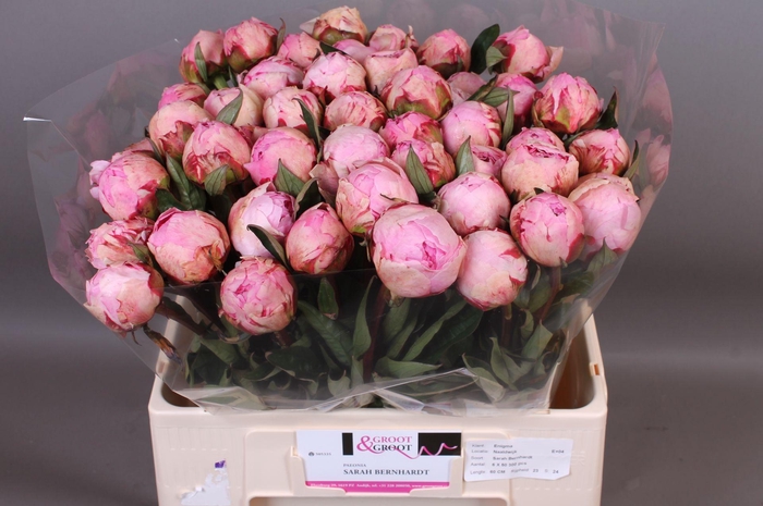 <h4>Paeonia Sarah Bernhardt | XXL</h4>