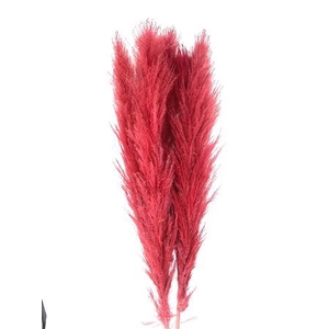 Dried Cortaderia Lao Grass Bleached Red P Stem