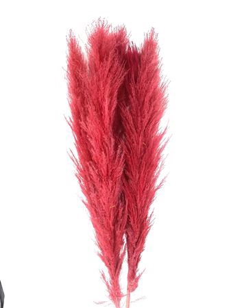 Dried Cortaderia Lao Grass Bleached Red P Stem