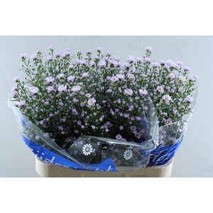 Aster Claudia(rose) L 80/40