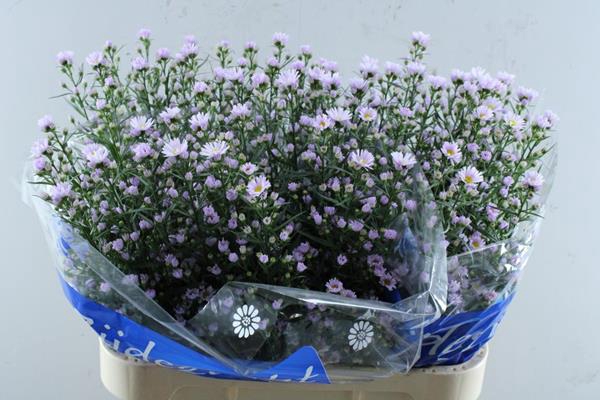 <h4>Aster Claudia(rose) L 80/40</h4>