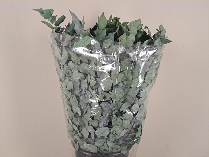 <h4>PF Euca Stuart Green Bs 150g</h4>
