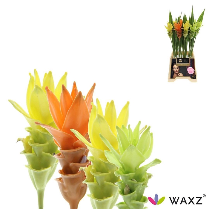 <h4>CURC AL SI SH MAKE UP WAX MIX</h4>