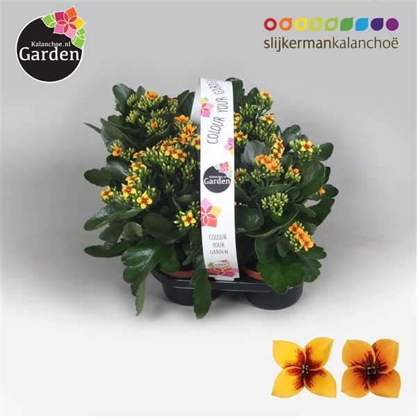 <h4>Garden Kalanchoe - Tiger Mix 4-pack</h4>