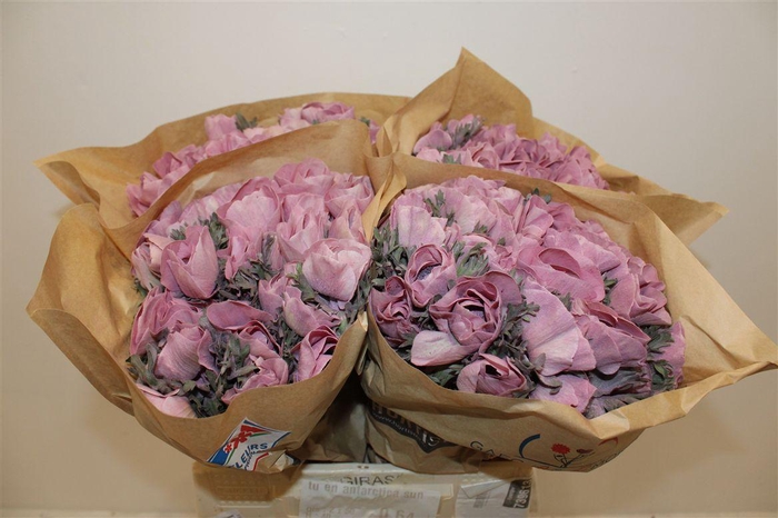 <h4>Anem Marianne Powder Wine Red</h4>