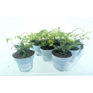 ARACH ARIS VARIEGATA