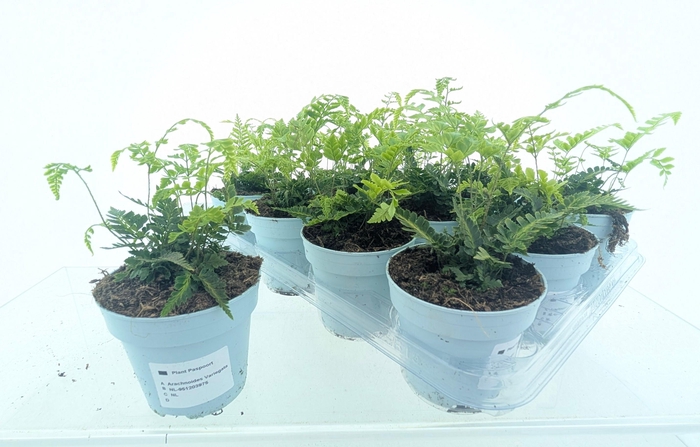 <h4>ARACH ARIS VARIEGATA</h4>