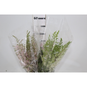 ASTILBE VARIADO