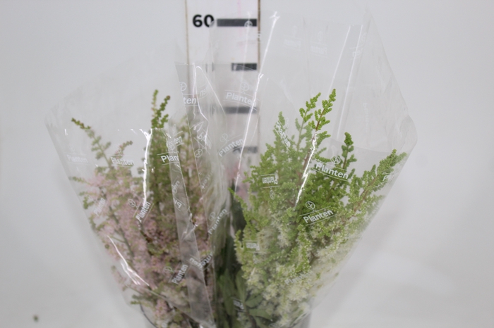 ASTILBE VARIADO