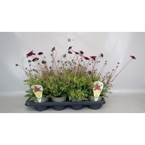 Cosmos atrosang.