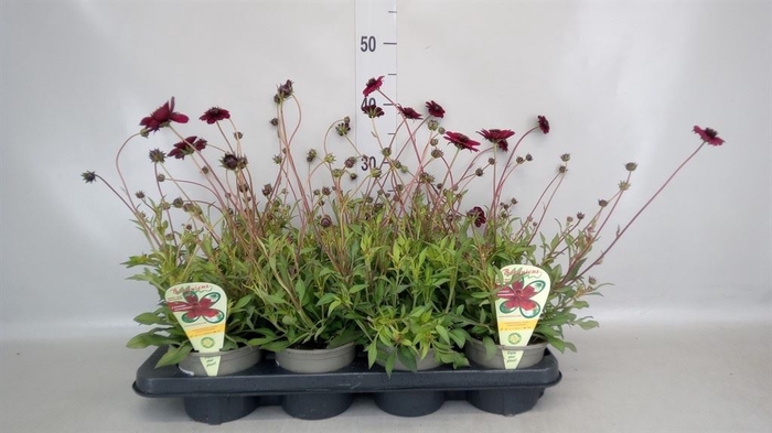 <h4>Cosmos atrosang.</h4>