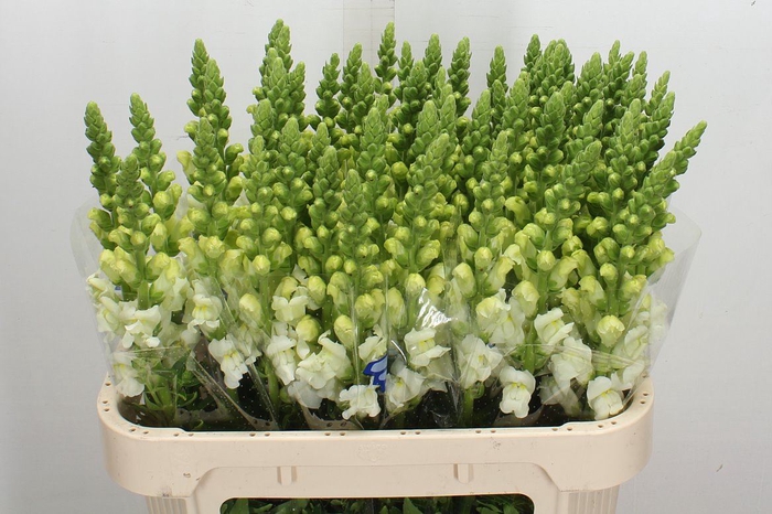 <h4>Antirrhinum majus 'Poto Ivory'</h4>