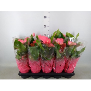 Anthurium andr.   ...