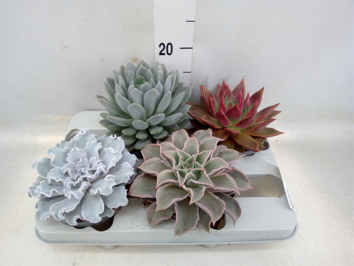 <h4>Echeveria   ...mix</h4>