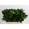 Ruscus Hypophyllum