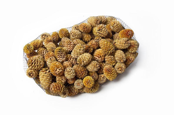 <h4>Leucadendron sabulosum koppen in ne</h4>