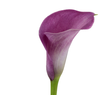 CALLA PROMISE 060 CM