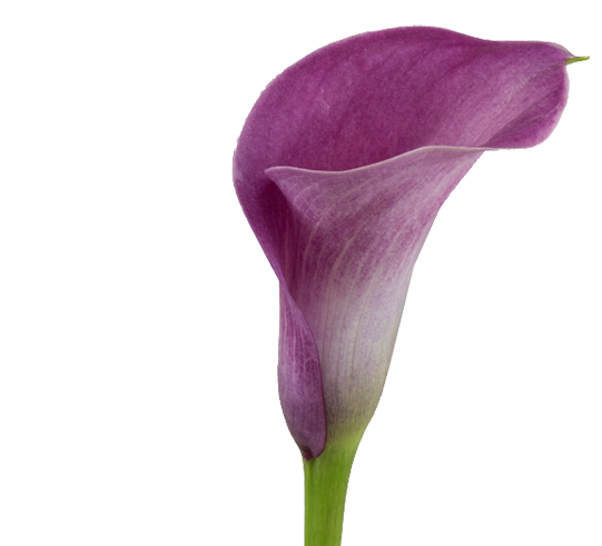 CALLA PROMISE 050 CM
