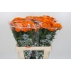 Tagetes Marigold Promise Orange