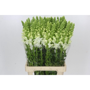 Antirrhinum Potomac White