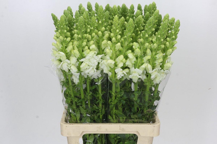 <h4>Antirrhinum Potomac White</h4>