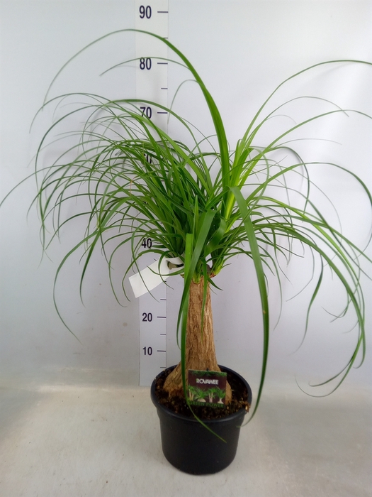 <h4>Beaucarnea recurvata</h4>