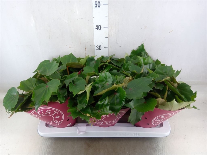 <h4>Begonia BD 'Rubi Verde'</h4>