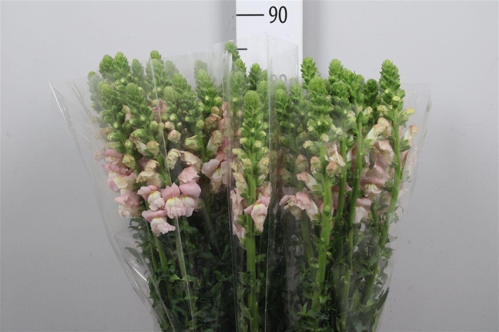 <h4>Antir It. Pink</h4>