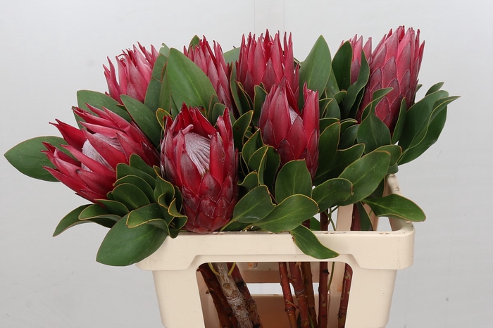 <h4>Protea Cynaroides Madiba</h4>