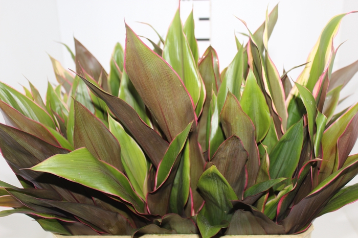 <h4>FOLHAGEM CORDYLINE PINK DIAMOND</h4>