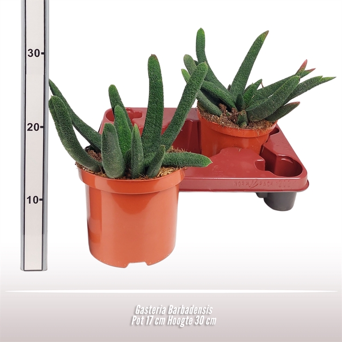 <h4>Gasteria Barbadensis</h4>