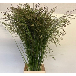 SORGHUM A PANSELARIA